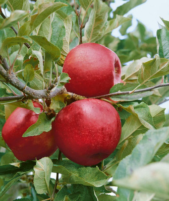 Decon Apple Seed(10 per packet)