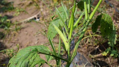 XOLDAA CLUSTER BEANS SEEDS Seed(45 per packet)