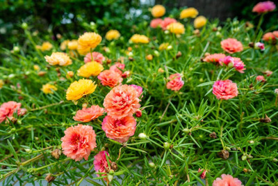 CRGO PORTULACA Seed(35 per packet)