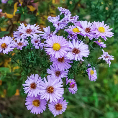 CYBEXIS NDIR-51 - Ground-cover Chrysanthemum - (270 Seeds) Seed(270 per packet)