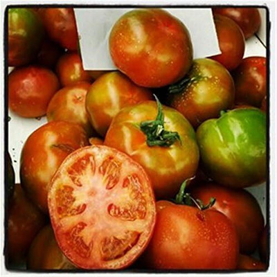 KNESSiN MUCHAMIEL SPAINISH BRIGHT RED ROUND HUGE BEEFSTEAK TOMATO[400 Seeds] Seed(400 per packet)