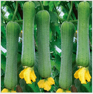 Qualtivate GBPT-4A Gourd Luffa (Sponge Gourd) Seed(50 per packet)