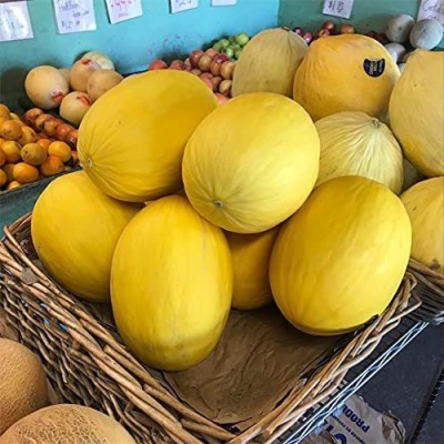 CYBEXIS GBPUT-61 - Yellow MelonCantaloupe Muskmelon Kharbuja - (150 Seeds) Seed(150 per packet)