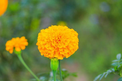 Buywin marigold/gende ka phool flower seeds Seed(75 per packet)