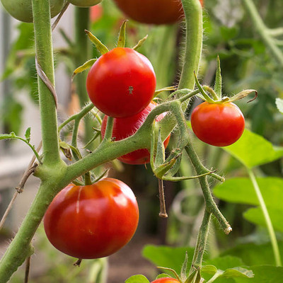 farmgokart tomato Seed(60 per packet)