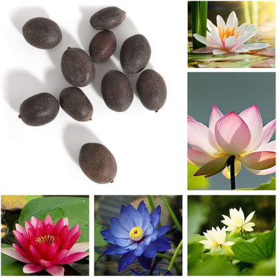 VibeX ® VXI-210 Bowl Lotus Seeds Seed(25 per packet)