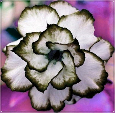 Qualtivate GUA-478 Adenium Obesum Desert Rose Impala Lily Seed(30 per packet)