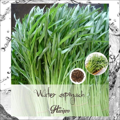 Qualtivate PUAS-8A Chinese Spinach - Chinese Watercress Seed(50 per packet)