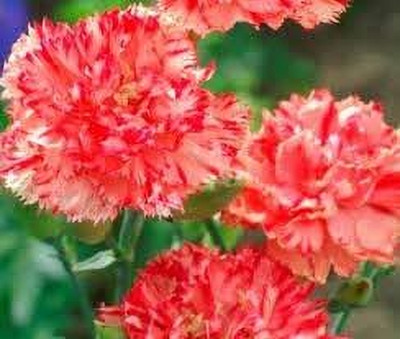 Epazo Carnation Flower Mixed Colour F1 Hybrid Seed(20 per packet)