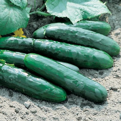 Quentova Cucumber Centella F1 Seed-NCS-3T Seed(200 per packet)