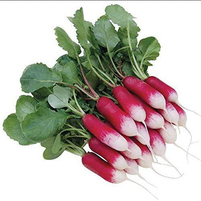 CYBEXIS NBIR-42 - Patricia Radish Crisp and Mild - (750 Seeds) Seed(750 per packet)