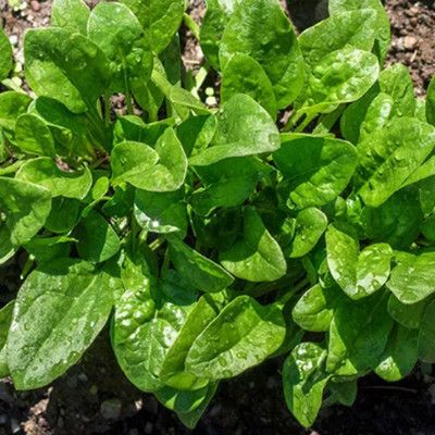 Aywal पालक के बीज/Palak Spinach Seed(700 per packet)
