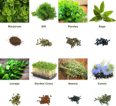 CYBEXIS Most Popular Herbs from Portugal/Farming. Great Set for Planting Seed(10 g)