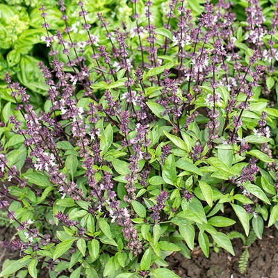 WILLVINE XL-3 Ocimum bascilicum Thai Basil 'Queenette' Seed(1000 per packet)