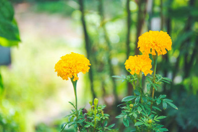 ActrovaX marigold/gende ka phool flower seeds Seed(50 per packet)