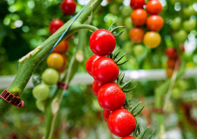LKM tomato Seed(25 per packet)