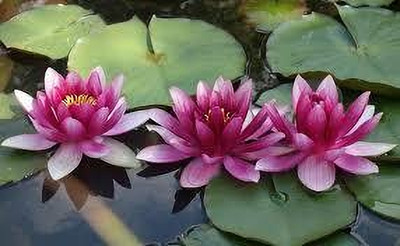 BDSresolve Bowl lotus seeds for plant pack of 5 Seed(5 per packet)