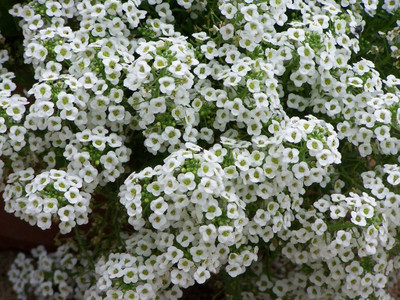 Aywal Alyssum White Flower Seed(40 per packet)