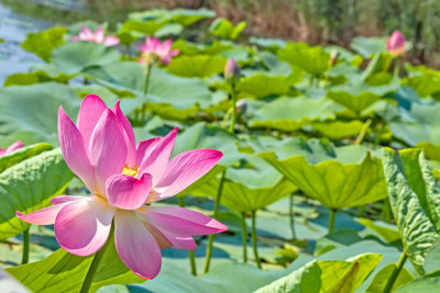 seedkart lotus,kamal gatta Seed(11 per packet)
