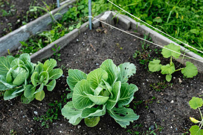 Seedsqlty Cabbage seeds, high germination (18 seeds) Seed(18 per packet)