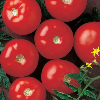 VRAKSHA Tomato Seed(1000 per packet)