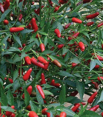 BSARKAR Bullet chilli seeds Seed(30 per packet)