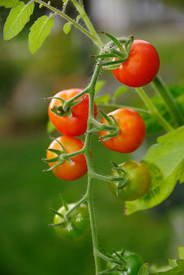 DAYAKISHAN tomato Seed(105 per packet)