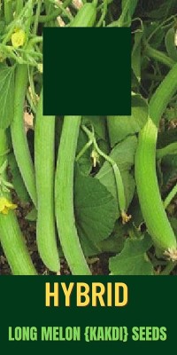 Qualtivate PUA-4A Hybrid Kakri - Long Melon Seed(200 per packet)