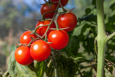 Click to buy tomato Seed(70 per packet)