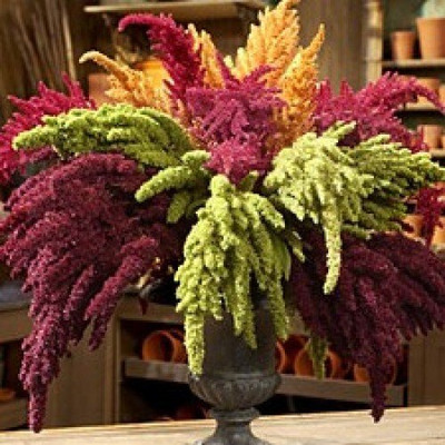 Epazo Amaranthus Burgundy Red/ Dark Green Flower Seed(18 per packet)