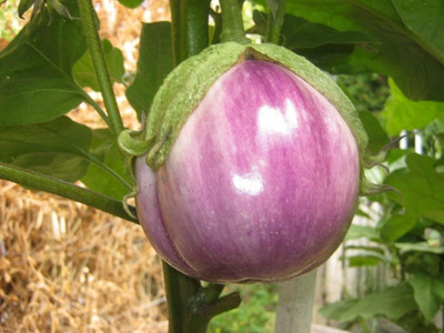 KNESSiN Hybrid White Rosa Italian Brinjal Eggplant ( Seeds) Seed(1000 per packet)