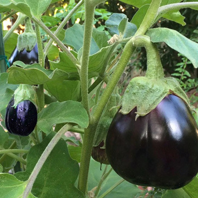 GreenServe Hybrid Brinjal/Begun seeds fo Indoor&outdoorGardening(200pcs per packet)c11 Seed(210 per packet)