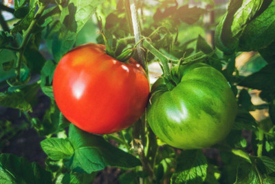Avysa DELICIOUS TOMATO Seed(800 per packet)