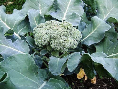 WILLVINE TLX-553 Calabrese Green Broccoli Seeds Seed(200 per packet)