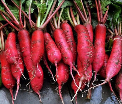 Aywal Radish - Long Mooli Hybrid Vegetable Seed(225 per packet)