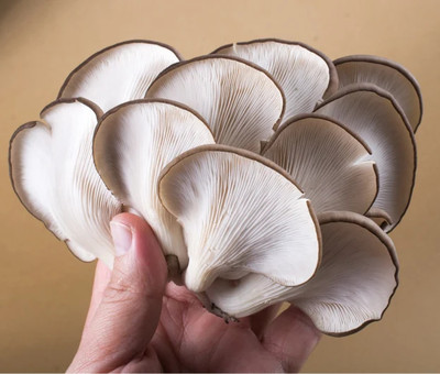 Anandwala Mushroom spawn, Oyster Mushroom Seeds Seed(200 per packet)