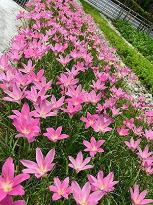 CYBEXIS NBIR-25 - Pink Rain Lily - (180 Seeds) Seed(180 per packet)