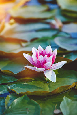 Vietrian lotus,kamal gatta Seed(14 per packet)