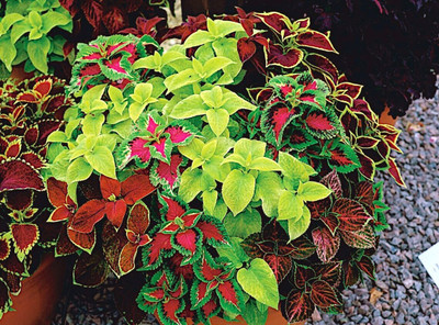 MYAT Coleus Rainbow Mix Seeds Seed(80 per packet)