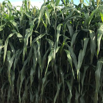 wequality Fodder grass seeds for cattle, Cattle fodder grass seeds, high yield fodder Seed(20000 per packet)