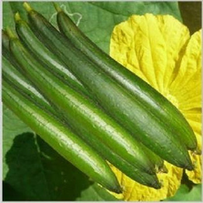 Avysa Sponge gourd Seed(250 per packet)