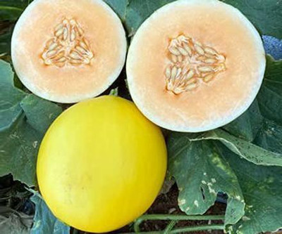Aro Muskmelon, Kharbuja Seed(190 per packet)