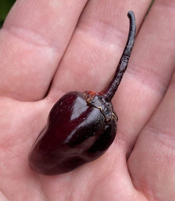 Biosnyg Hybrid Purple Scorpion Hot Pepper Seeds For Kitchen Gardening-(4000 Seeds) Seed(4000 per packet)