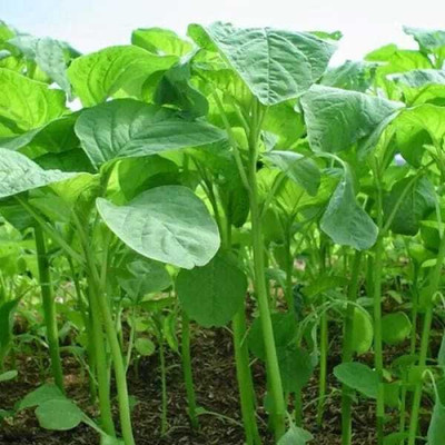 Arshiayat Green Amaranth Spinach for Home Garden Seed(150 per packet)