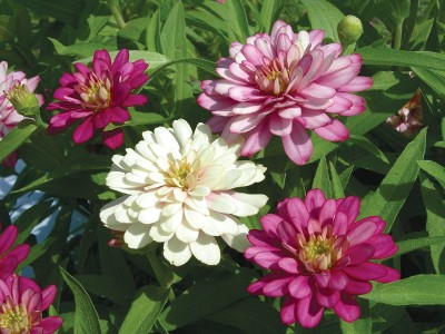 CYBEXIS VXI-53 - Rare Exquisite Zinnia - (270 Seeds) Seed(270 per packet)