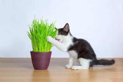 CYBEXIS VXI-36 - Organic Cat Grass - (4500 Seeds) Seed(4500 per packet)