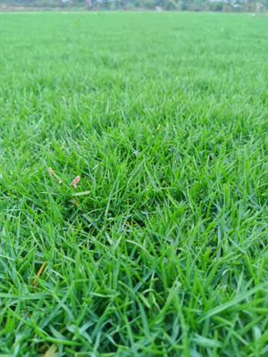 Seedsqlty Football ground grass seeds Seed(1000 per packet)