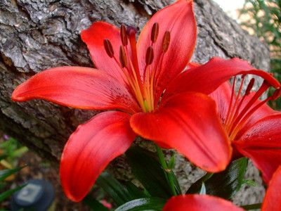 Hybrid Galaxy lilies beautiful flower hybrid seeds 1-packet Seed(10 per packet)