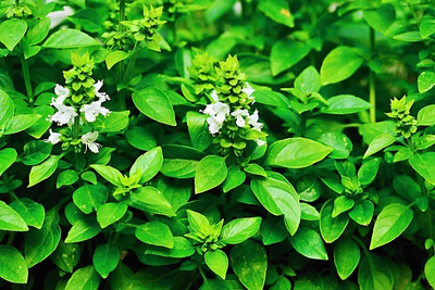 Qualtivate Organic Lime Basil Seeds Seed(1000 per packet)