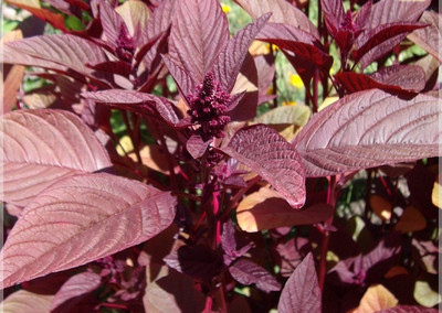 Quentova Amaranthus Red (Thandu keerai)-LNT-5D Seed(300 per packet)